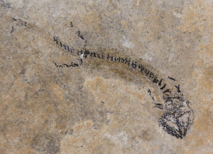 Permian Branchiosaur (Amphibian) Fossil - Germany #63604